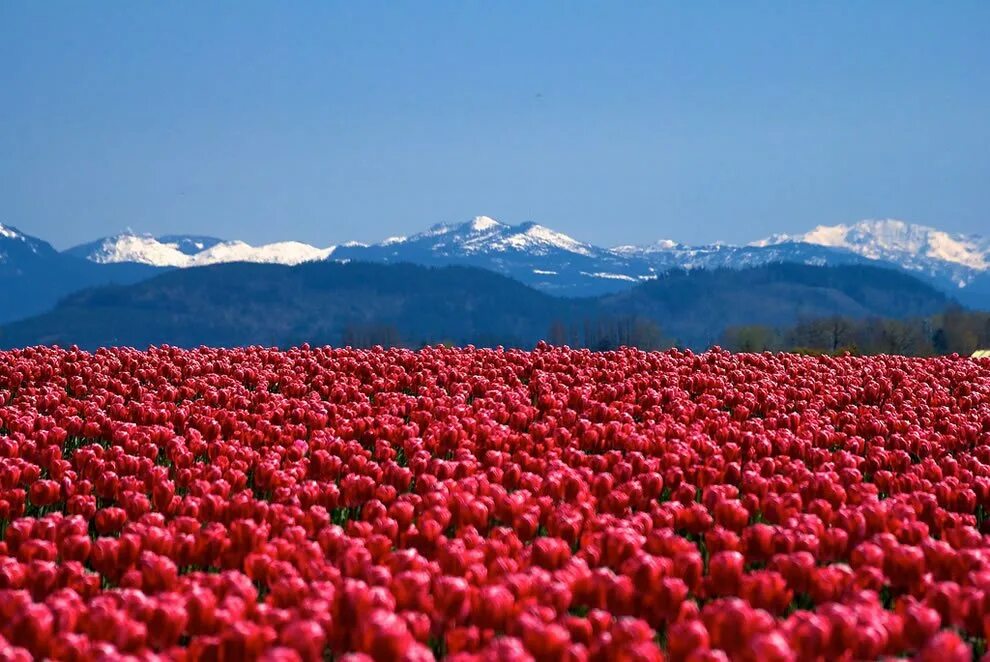 Долина Скагит штат Вашингтон. Плантации роз. Поле тюльпанов. Поле роз. Он видит перед собой большую поляну