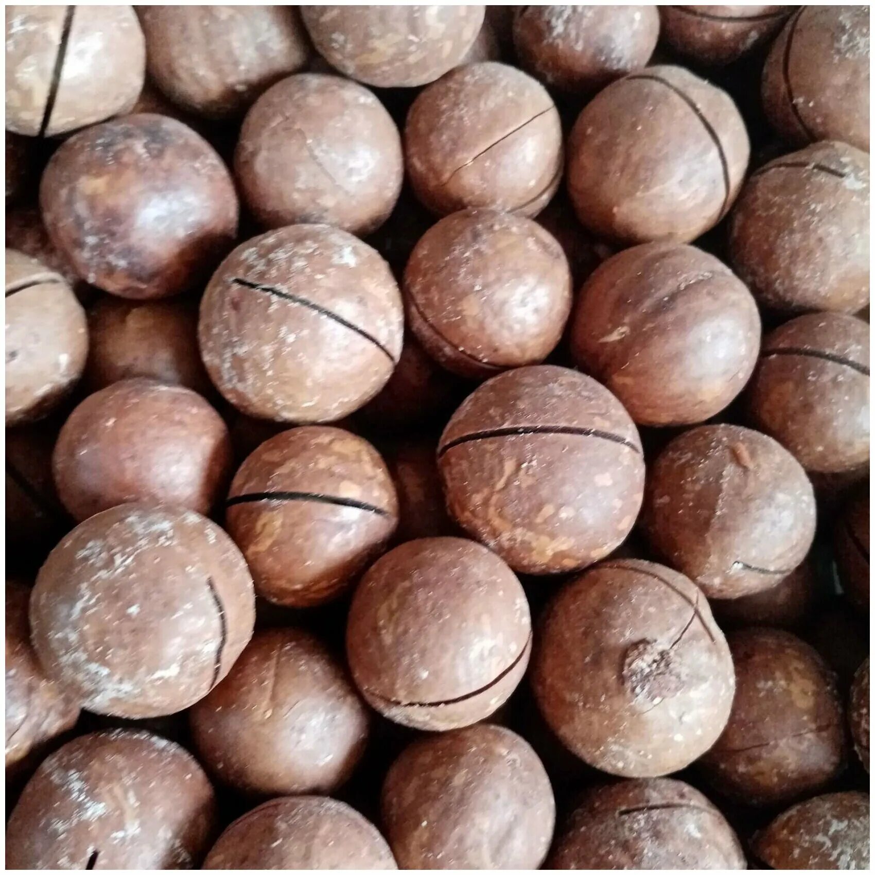 скорлупа ореха макадамия. царь орех макадамия. макадамия орех в скорлупе 1кг. макадамия орех родина. орех макадамия 1кг.