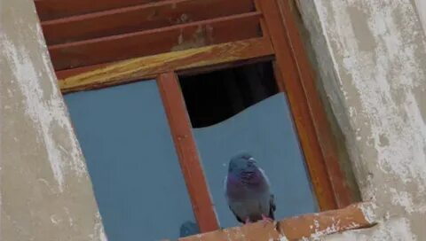 Во сне голуби залетели в окно