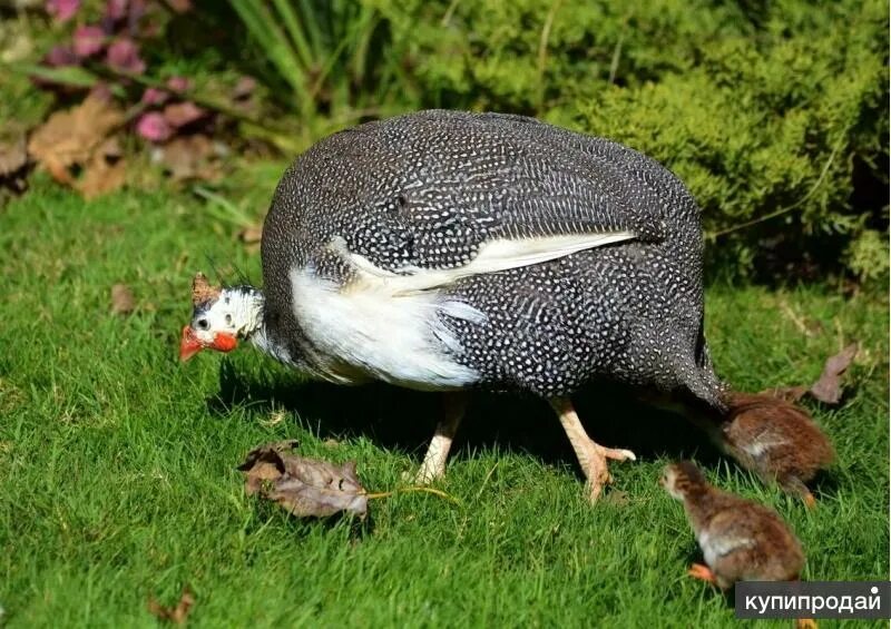 CAN YOU EAT A GUINEA HEN? - YouTube