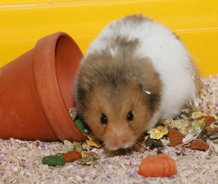 Sad hamster violin hamster