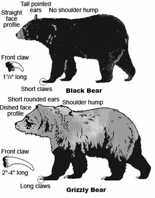 Bear bore born перевод на русский. Внутреннее строение бурого медведя кратко. Гималайский медведь анатомия. Строение бурого медведя. Медведь строение тела.