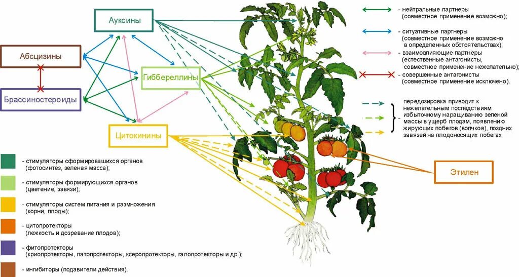 В чем особенность роста у растений. Регуляторы роста растений классификация. Гормоны роста растений. Влияние гормонов на растения. Гормональные регуляторы роста растений.