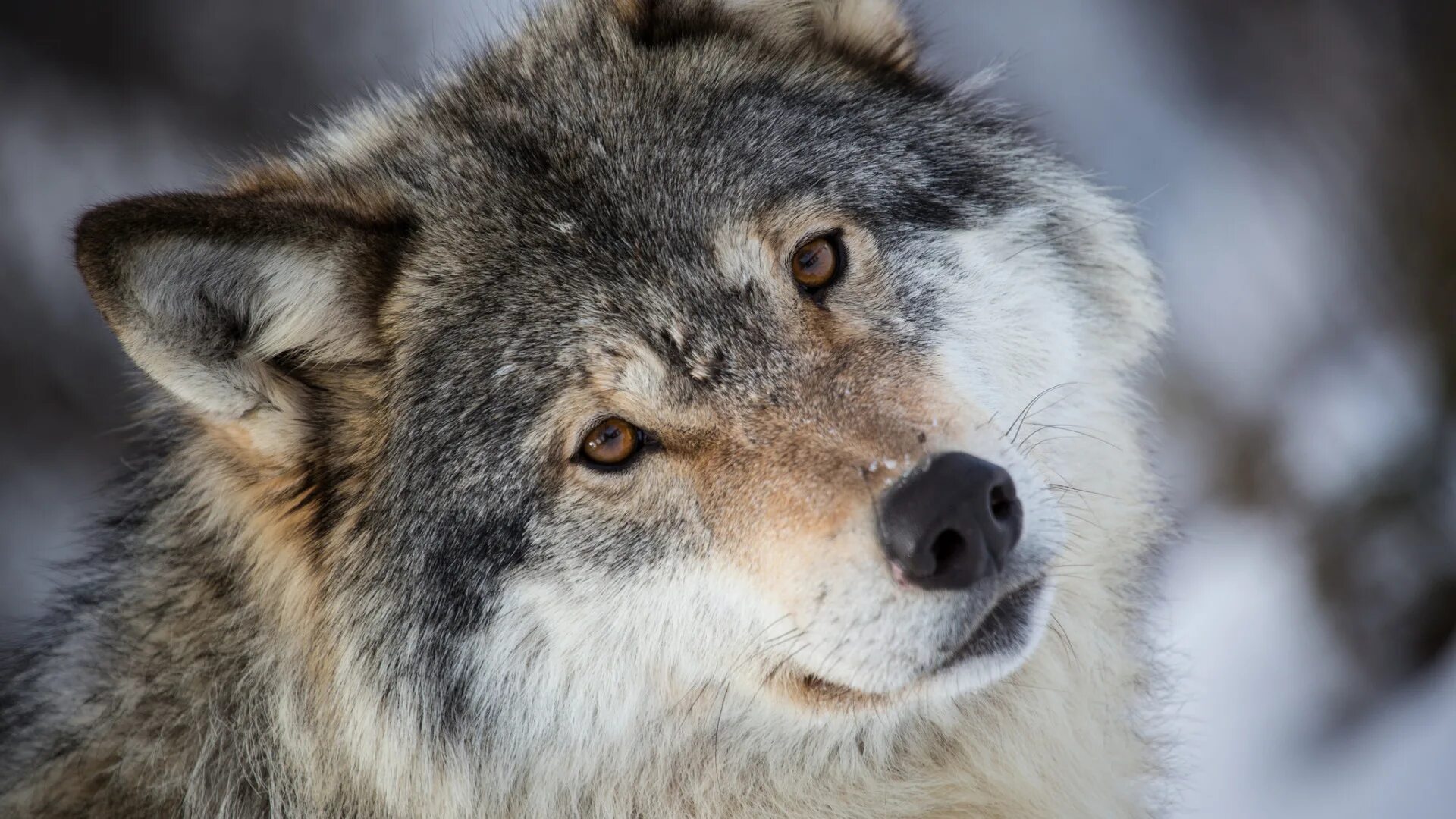 Морда волка. Волк серый. Красивый волк. Красивый гордый волк.