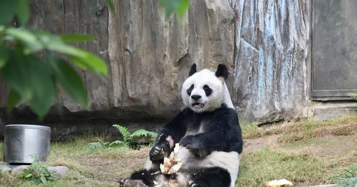 Сколько панд в московском зоопарке. Оушен парк Гонконг панды. Гигантская Панда. Панда в зоопарке. Панда в Московском зоопарке.