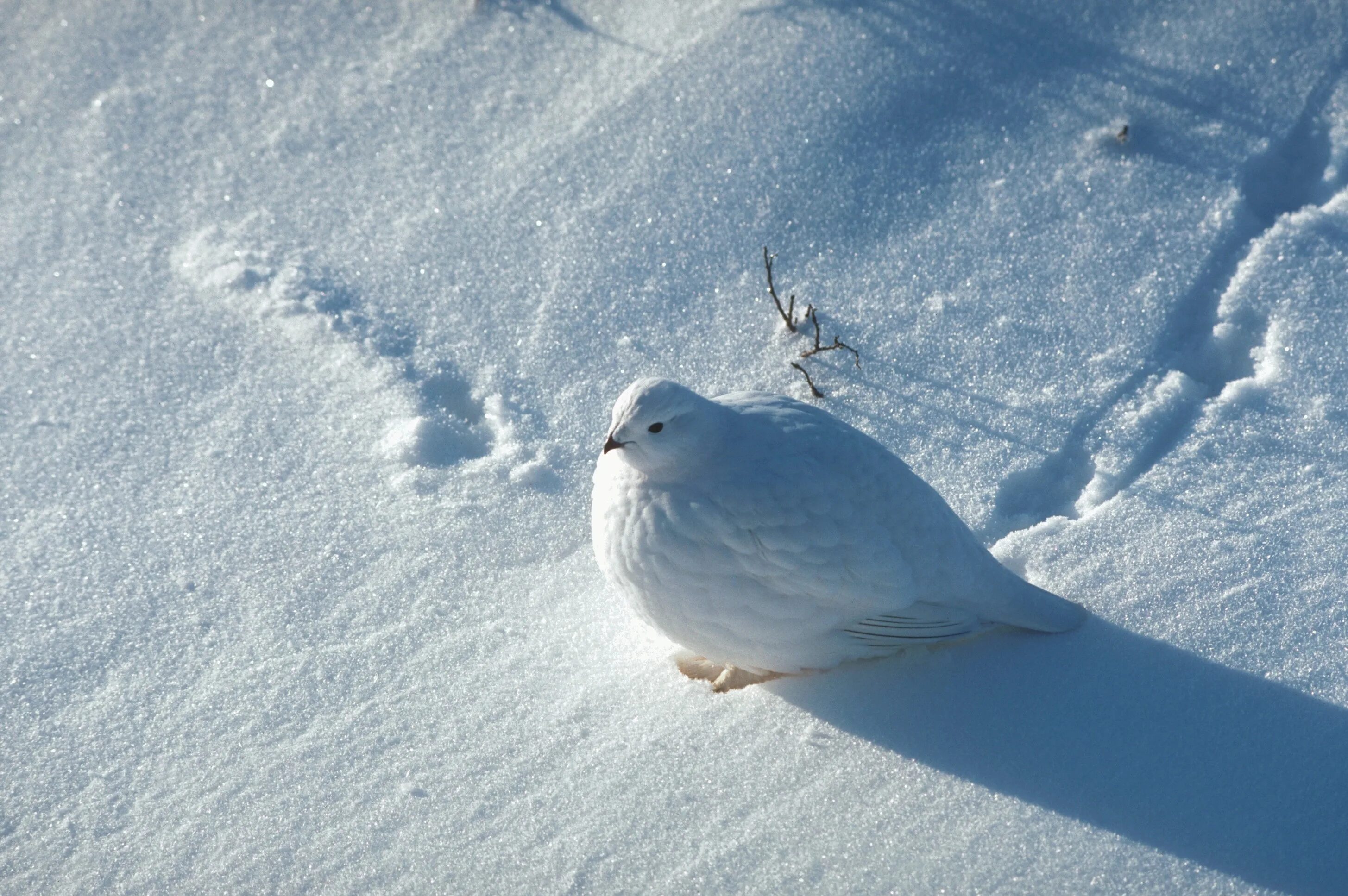 Какие птицы ночуют зарывшись в снег. Полярная куропатка. Белая куропатка в Арктике. Белая куропатка зимой. Полярная куропатка на снегу.