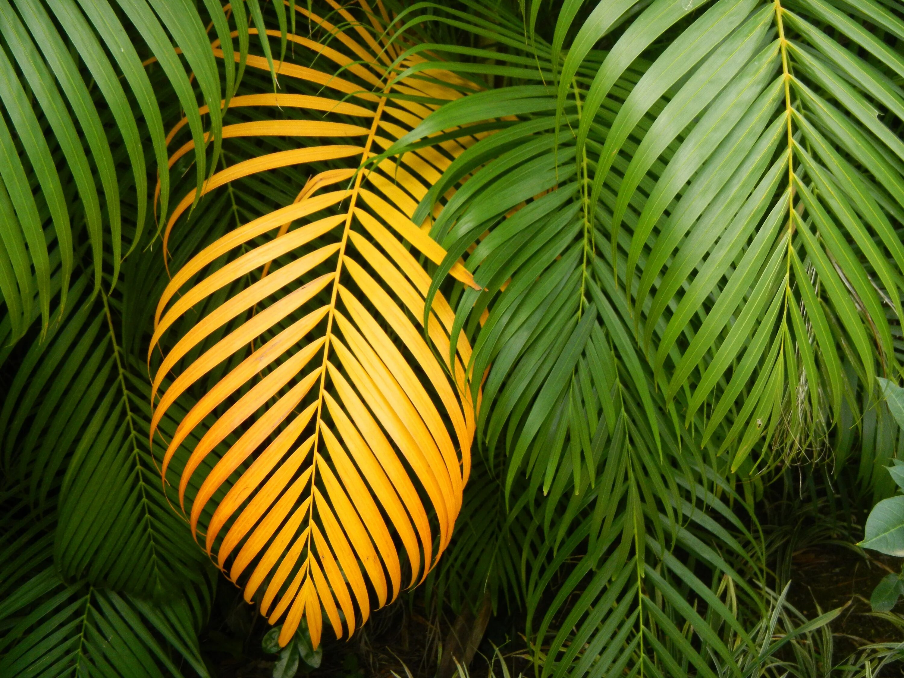 Тропическая Пальма с перистыми листьями. Монстера Еллоу. Экзотические листья. Тропические листья.