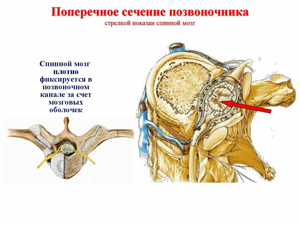 Центральный спинномозговой канал. Оболочки спинного мозга поперечный разрез. Поперечный разрез позвоночника. Позвоночник в разрезе. Строение позвоночного канала.