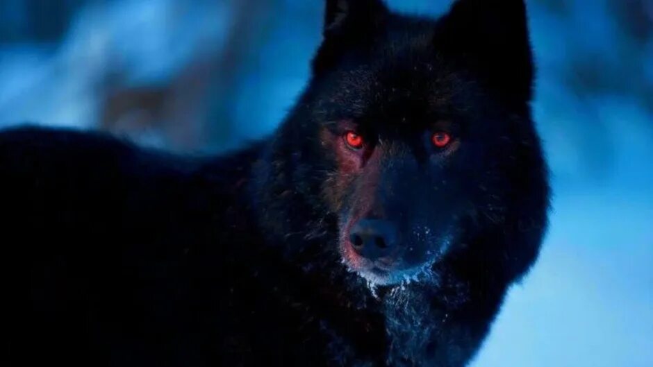 Волкособ черный. Вольфхунд длинношерстный. Волк самка. Красивый волк. Wolf alfa.