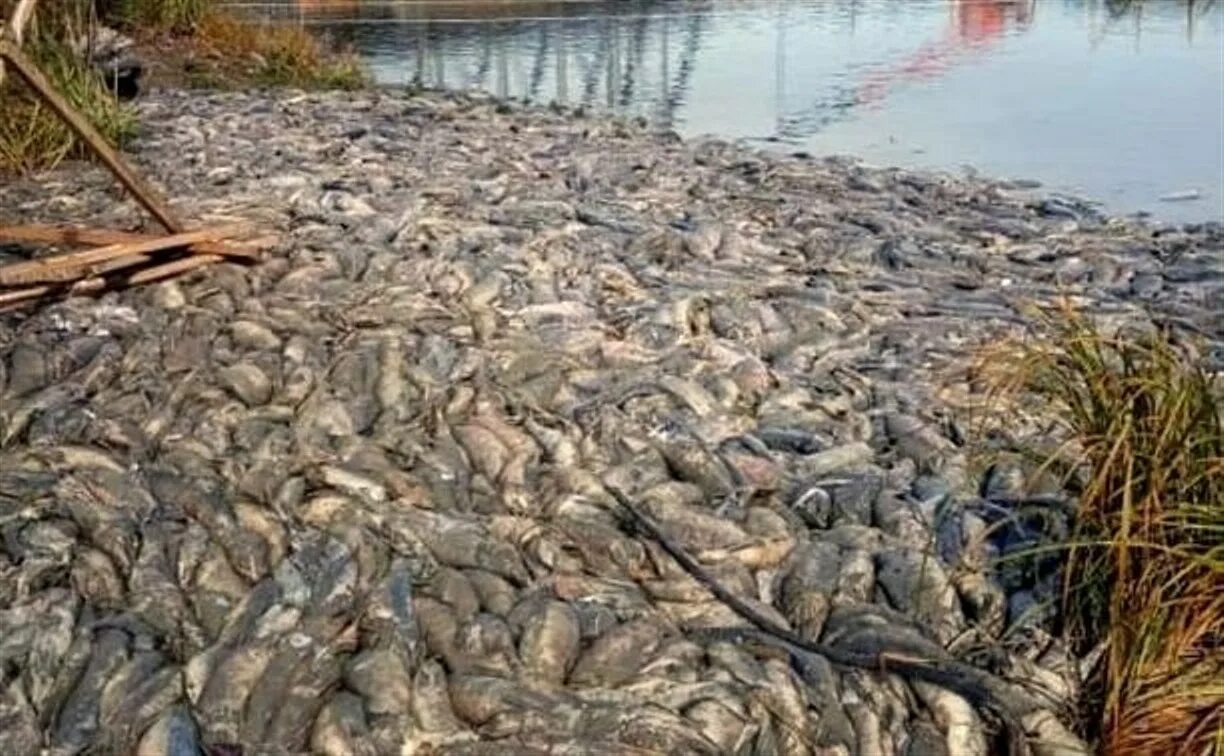 Выброшенная рыба на Дальнем востоке. Экологическая катастрофа на Сахалине. Дальний Восток нерест рыбы. Рыба выброшенная на берег. Умирает после нереста