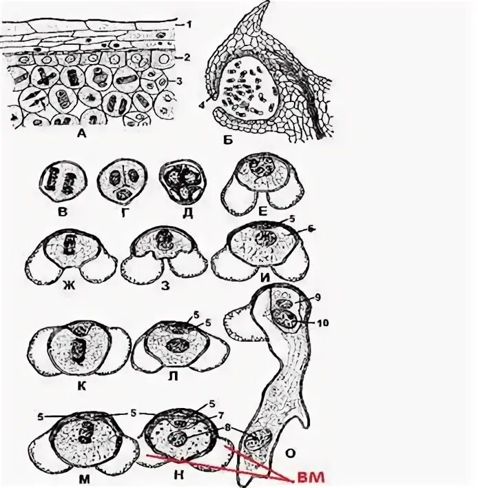 Рисунок паразита типа микроспоры. Микроспоры по дерматовенерологии. Задание по пастереллезу животных зарисуйте. Ктеноцефалидоз.