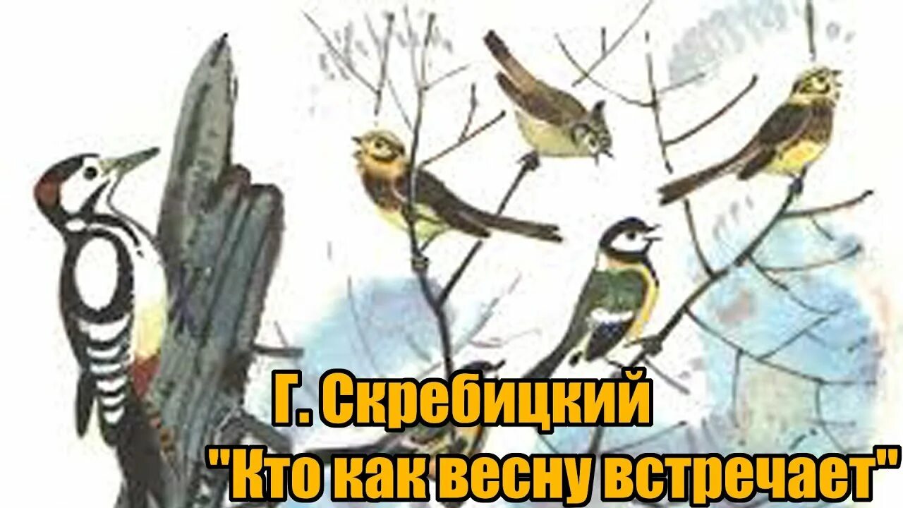 Скребицкий г. «кто как весну встречает». Скребицкий весне навстречу иллюстрации. Скребицкий синичка. Скребицкий весенняя песня слушать