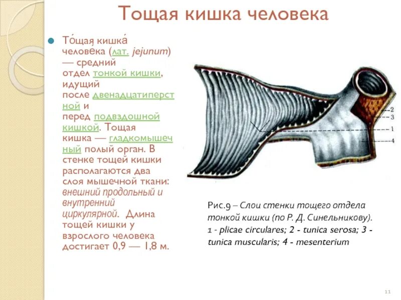 Тощая кишка. Тощая тощая кишка функция. Тонкая и тощая кишка в чем разница. Почему тощая кишка так называется.