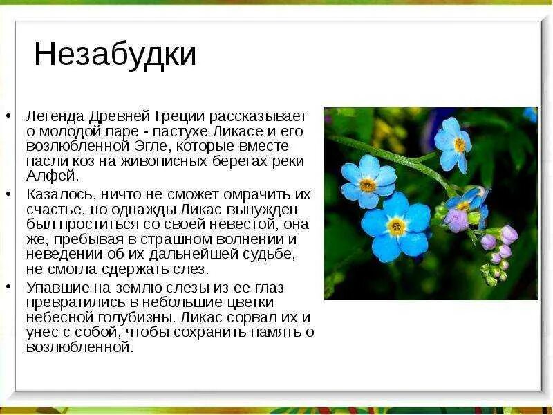 Незабудка со словами. Легенда о незабудке цветке. Легенда о незабудке для детей. Незабудка Легенда о цветке для детей. Легенда о цветах Незабудка.