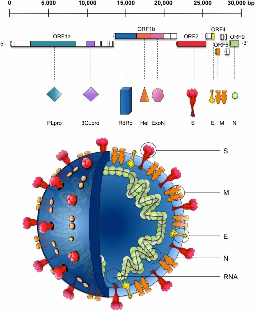 Вирус sars cov 2 отнесен к группе. Геном SARS-cov-2. Строение вируса SARS-cov-2. Жизненный цикл SARS-cov-2. Геном вируса.