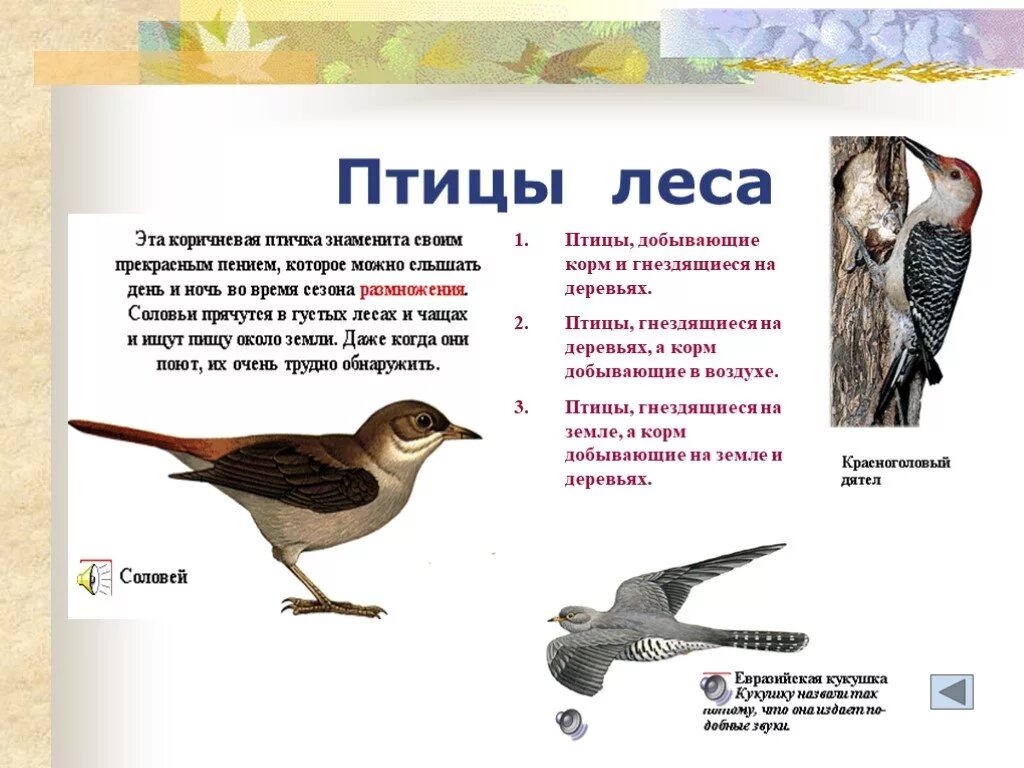 Особенности лесных птиц
