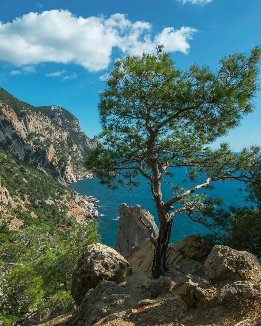 Хвойные крыма. Сосна Станкевича мыс Айя. Сосна Станкевича (Судакская). Сосна Пицундская (Станкевича).. Пицундская сосна в Крыму.