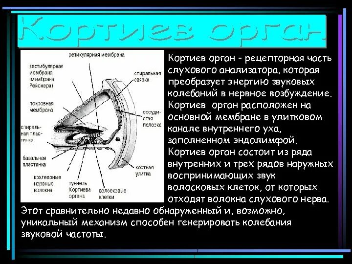 Кортиев орган внутреннего уха функции. Кортиев орган слуховой анализатор анатомию. Слуховой анализатор внутреннее ухо Кортиев орган. Внутреннее ухо Кортиев орган.