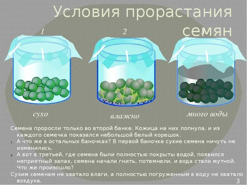 Условия развития семян. Опыт прорастание семян 6 класс биология. Условия прорастания семян опыт. Опыт по прорастанию семян. Факторы прорастания семян.