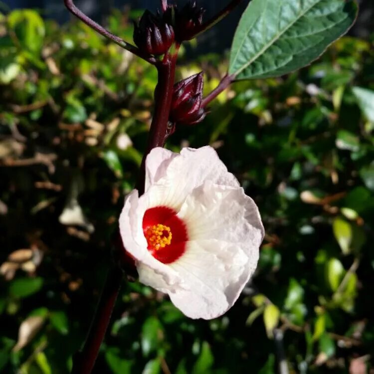 Гибискус сабдариффа. Hibiscus sabdariffa – гибискус сабдариффа. розелла гибискус сабдариффа. суданская роза.