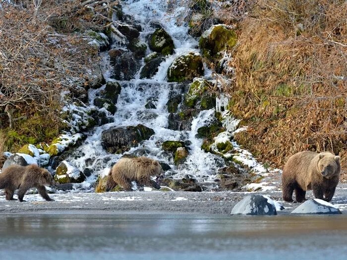 Сочинение по фотографии камчатский бурый медведь 5. Камчатка медведи. Медведь на водопаде. Медведь на Камчатке весной. Медведь на горной рек.