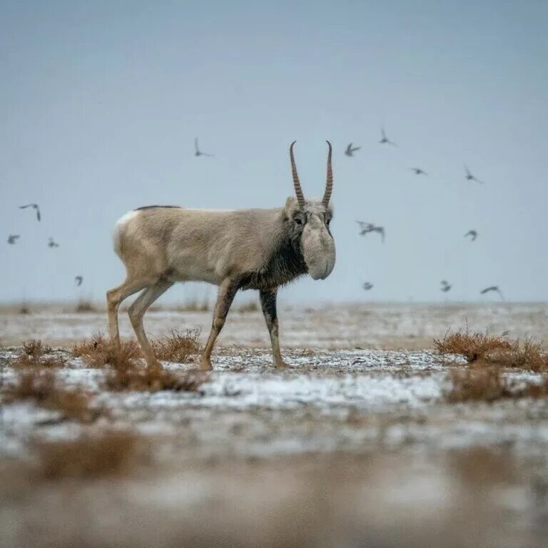 заповедник черные земли зимой. калмыкия заповедник зимой. заповедник черные земли калмыкия.
