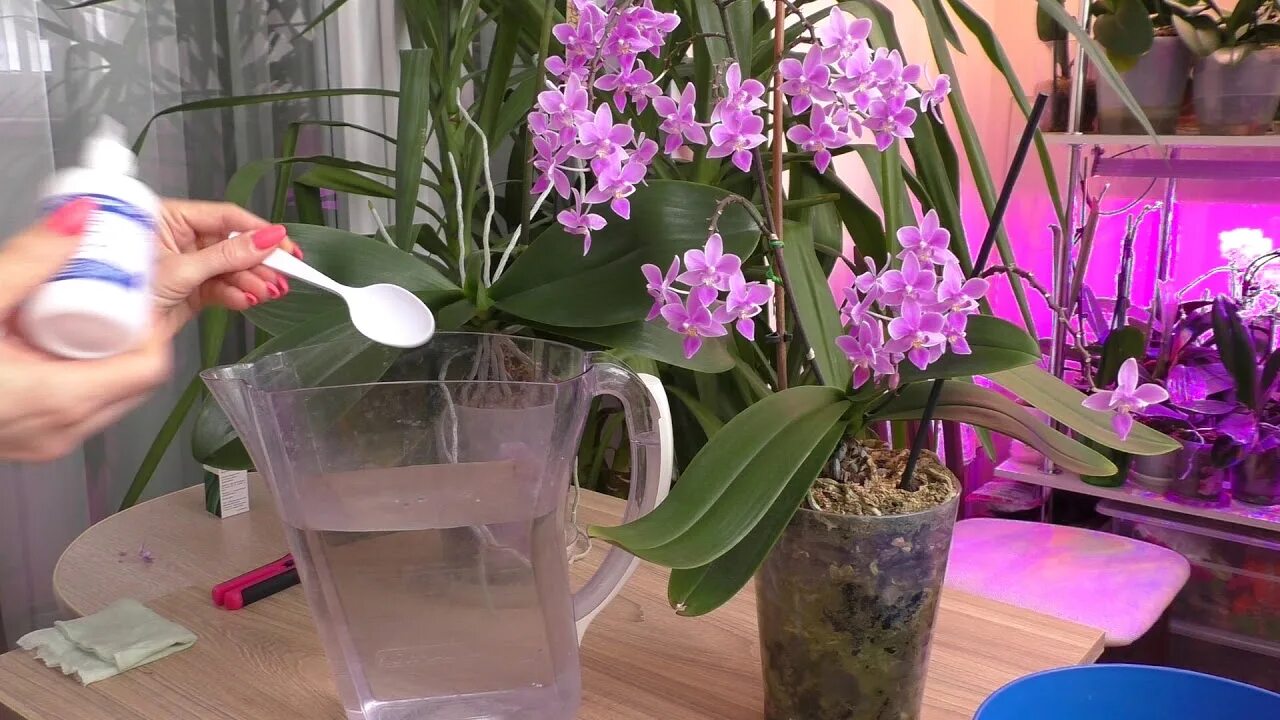 Полив орхидеи перекисью водорода