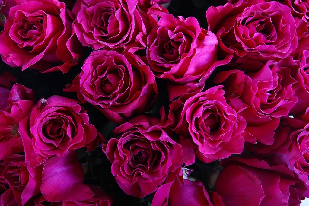 цветы малинового цвета. малиновые цветы. шикарные цветы. цвета роз. пиони пинк / peony.