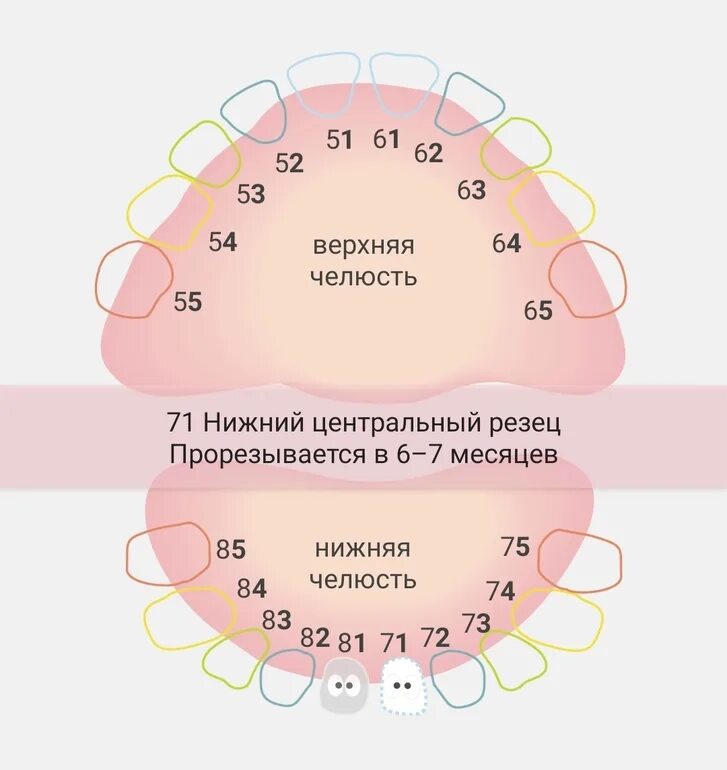 Прорезаются зубы температура. Первый зубик у Дочки.