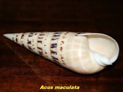 Морской рог