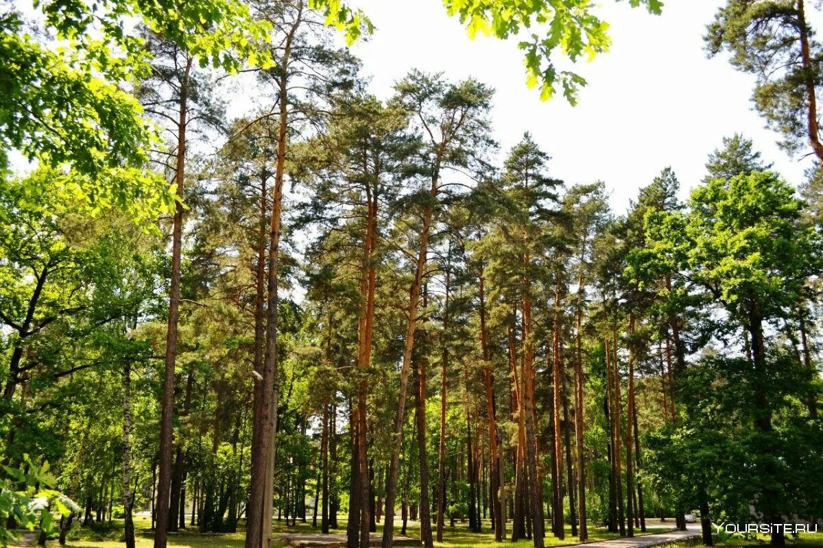 Сосновый Бор Алексин лес. Сосновый Бор Пермь. Парк Сосновый Бор Пермь. Сосновый Бор (парк, Новосибирск). Сосновый бор 1а