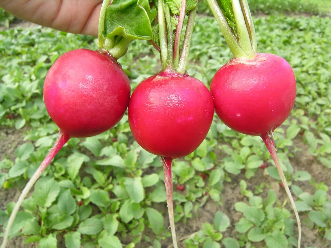 Редис ранний пальчиковый. Редис заря 3гр/10/200. Редис жара описание сорта. Редис сорт дуро. Редис стеллар f1.