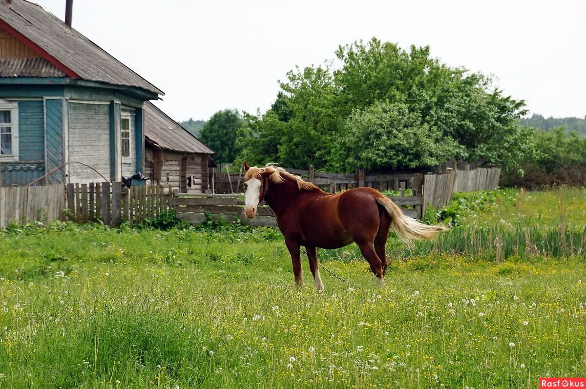 деревенские мотивы фото. деревенька белорусская. деревенские мотивы фото. сельский мотив. колодец на околице деревни.