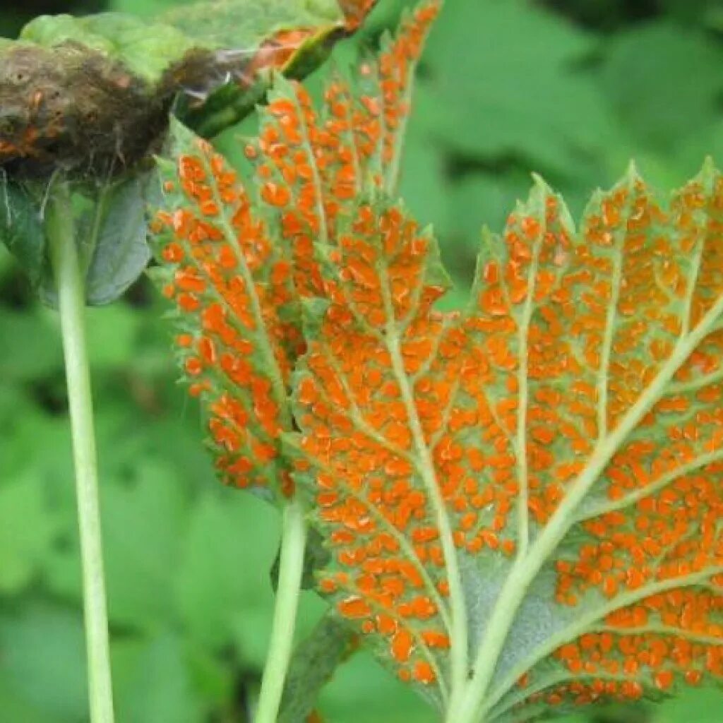 Ржавчина меры борьбы. Ржавчинные грибы Puccinia. Бокальчатая ржавчина. Ржавчинный гриб Phragmidium disciflorum. Пузырчатая ржавчина смородины.