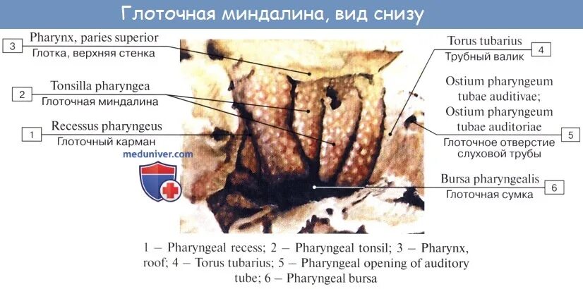 Иннервация глоточной миндалины. Иннервация небных миндалин. Иннервация миндалин. Иннервация миндалин. Зона иннервации языкоглоточного нерва.