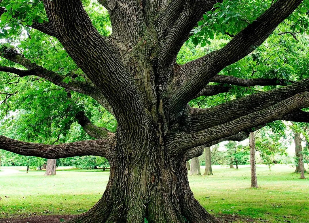 Look at this tree