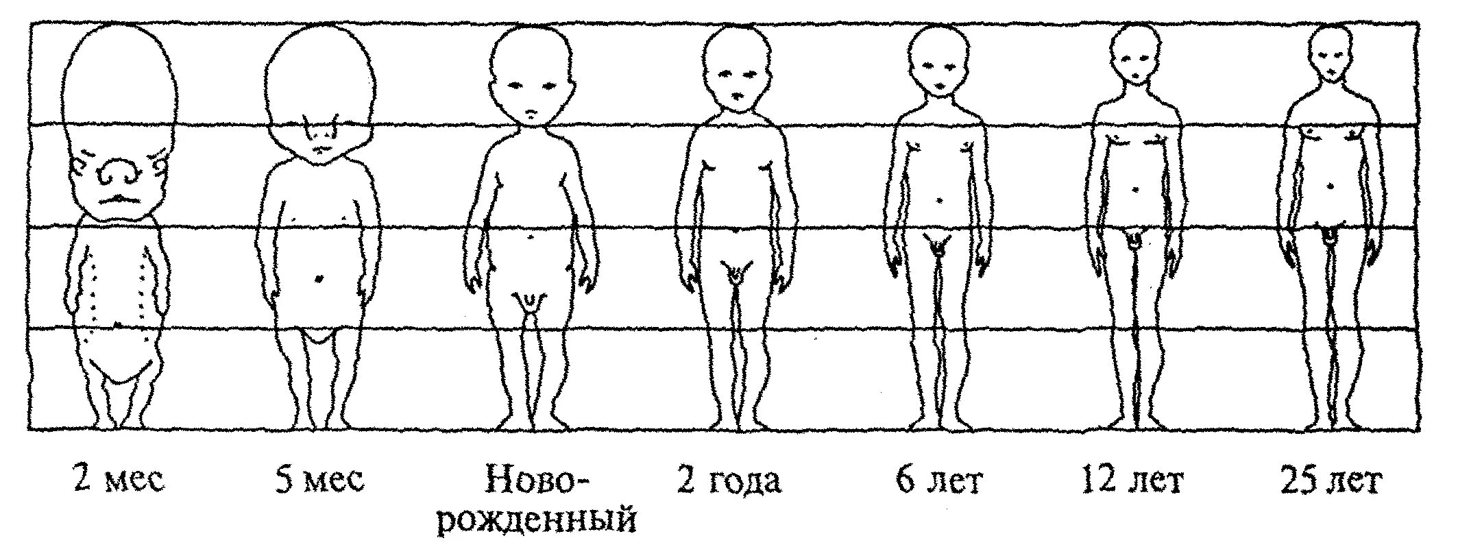 Сколько голов в взрослом человеке. Пропорции человека в зависимости от возраста. Пропорции ребенка. Пропорции тела ребенка. Телосложение в зависимости от возраста.