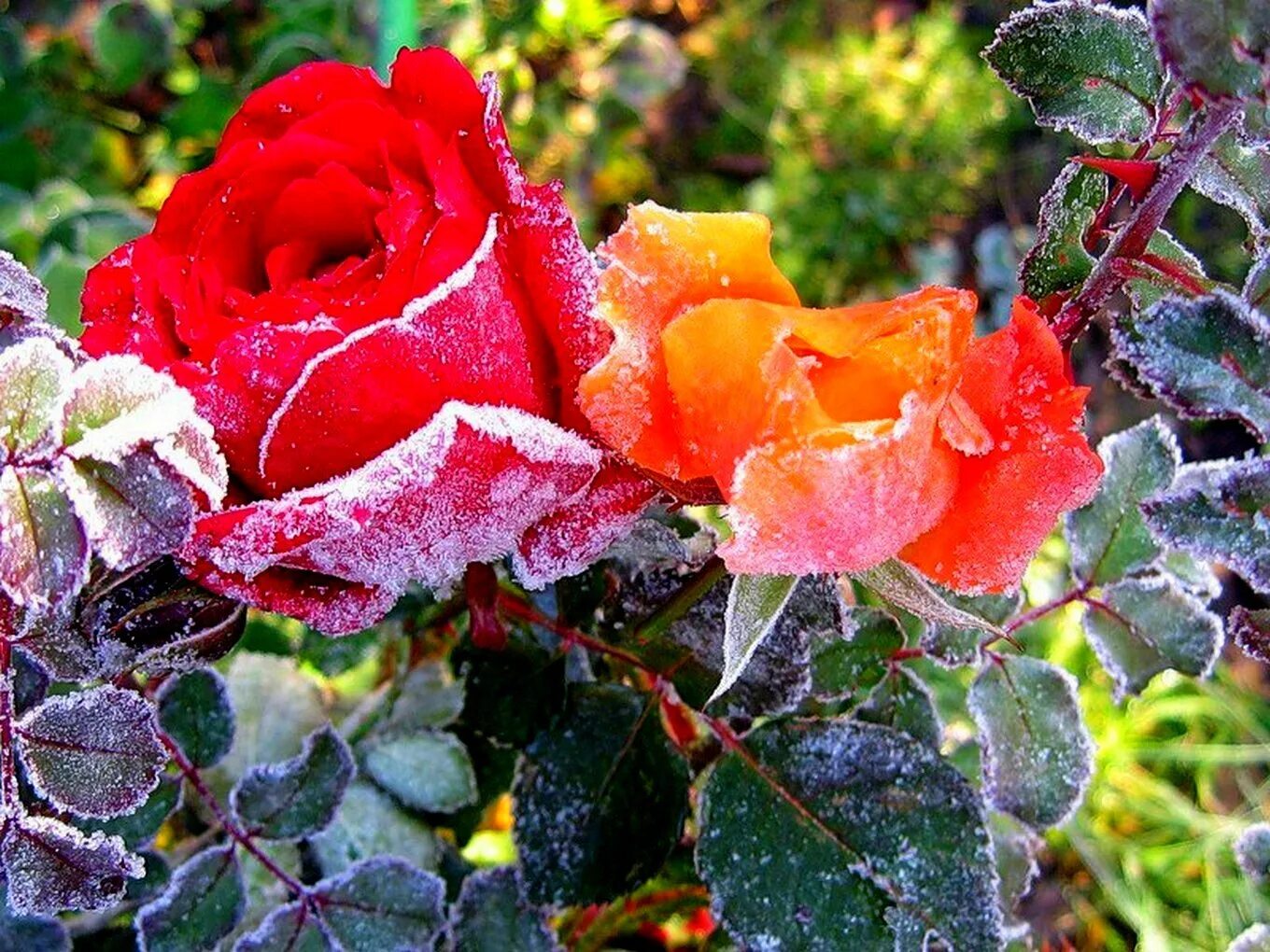 Осенние розы. Розы в саду. Розы осенью.