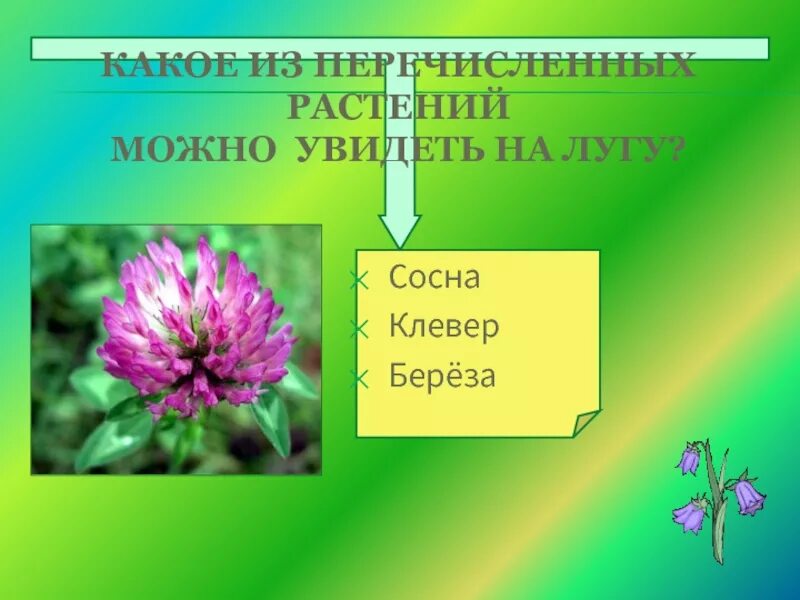 Какие растения можно увидеть на лугу. Какое растение нельзя увидеть на лугу. Какой из перечисленных растений на лугу увидеть нельзя. Клевер и сосны. Какое растение ты видишь