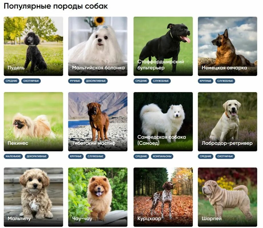 Породы собак названия. Породы собак с фотографиями и названиями. Фотографии названий пород. Породы собак картинки с названиями. Собаки с фотографиями и названиями.