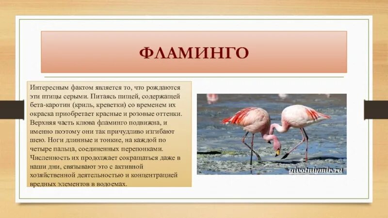 Фламинго информация. Факты о фламинго. розовый фламинго интересные факты. фламинго интересные факты для детей. факты о фламинго из красной книги.