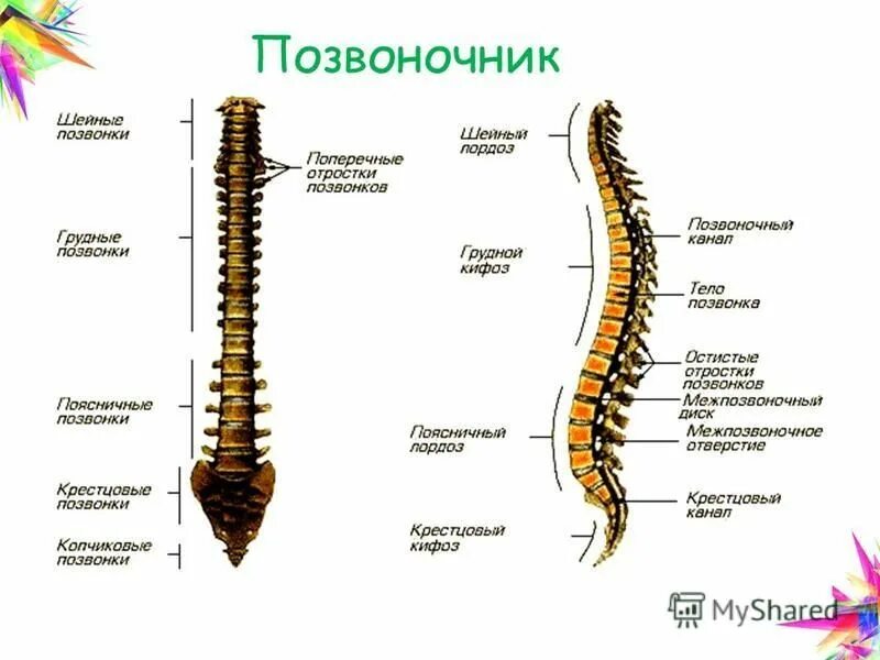 Отростки позвонка л1 , л2,л3. Строение позвоночника вид сзади. Гемангиома в теле l1, l2, l3 позвонка. Позвоночник человека 7 позвонок грудного отдела. Поперечные отростки позвонков.