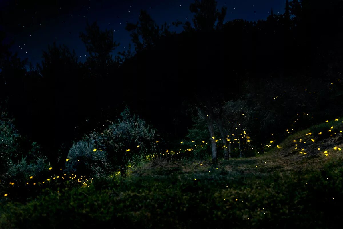 зеленый огонек. белые светлячки. светлячок на цветке. светлячок зеленый. светлячки в малайзии.