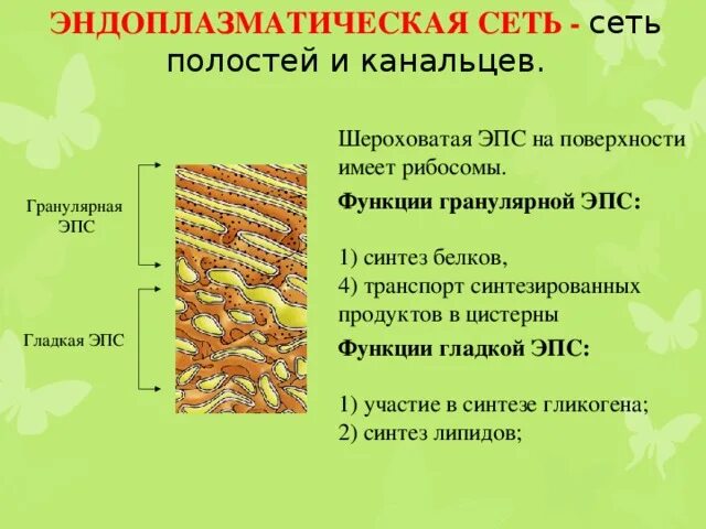 Гранулярная ЭПС функции. Гранулярная эндоплазматическая сеть функции. Шероховатая эндоплазматическая сеть функции. Строение и функции ЭПС (гладкая гранулярная). Эпс строение и функции