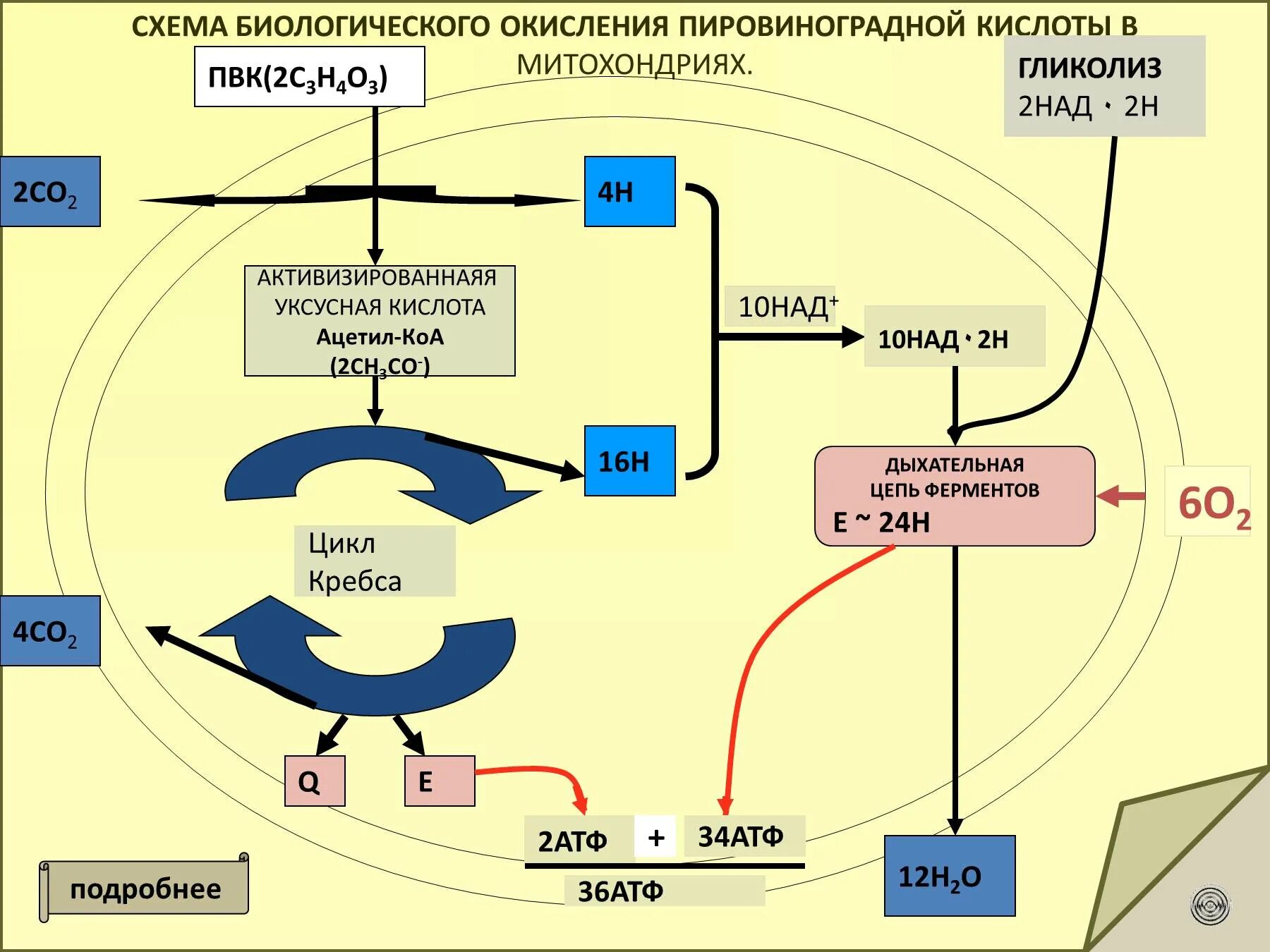 Последовательность образования атф в митохондриях. Митохондрия обмен веществ схема. Цикл Кребса схема в митохондриях. Схема биологического окисления. Схема биологического окисления ПВК В митохондриях.