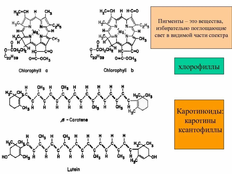 Накопление водорастворимых пигментов антоцианов присоединение молекулы. Пигменты фотосинтеза хлорофилл каротиноиды. Растительные пигменты формулы. Пигменты растений хлорофилл каротиноиды ксантофиллы. Пигменты листа хлорофилл каротин.