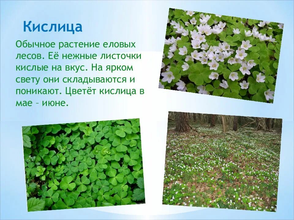 Растение леса сообщение 4 класс. Теневыносливые кислица обыкновенный. кислица растение елового леса. кислица мезофит. копытень кислица.