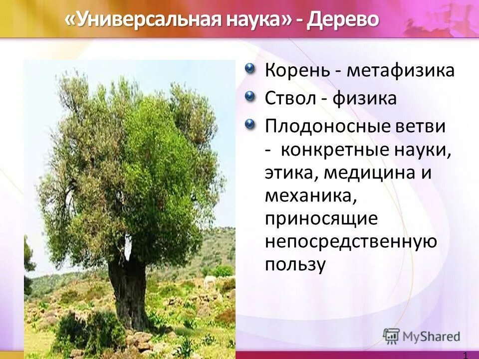 дерево жизни. философия метафизика декарта. камерон грей картины. гуа 4 женщина благоприятные направления. вся философия подобна как бы дереву корни которого метафизика.