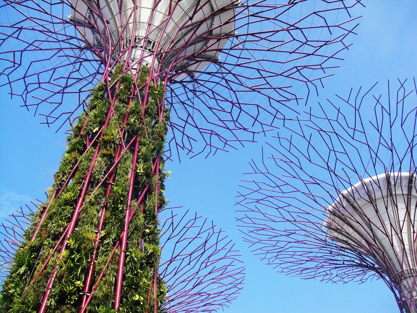 Удивительные растения земли. Сады у залива (Gardens by the Bay). Сингапур роща сверхдеревьев. Сады у залива Сингапур сверхдеревья. Gardens by the Bay проект.