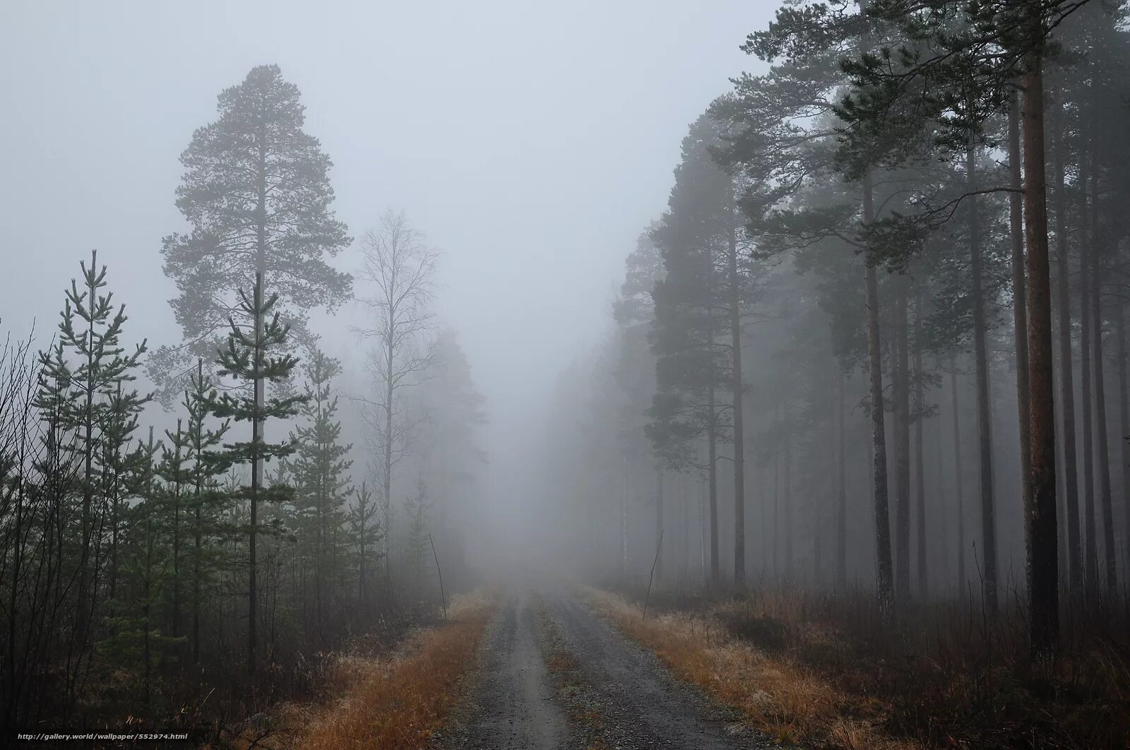 Осадки хвойных лесов. Лес в тумане. Сосновый лес в тумане. Лес сосны туман. Сосновый Бор в тумане.